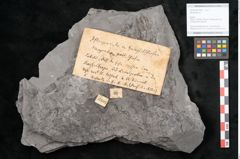 Foto (Objekt + Etikett) von Neuropteris sp.  (NHMW-GEO-2024-0188-10693)